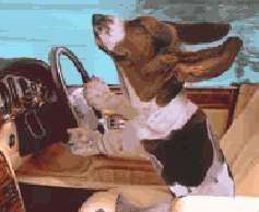 funny dog drive Old dogs and new tricks